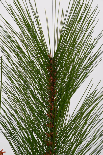 37" Pine and Pinecone Spray Green