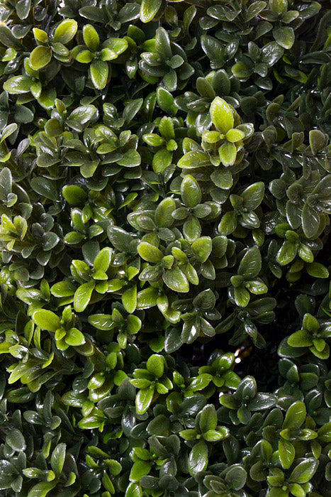 24" Boxwood Topiary Ball Green