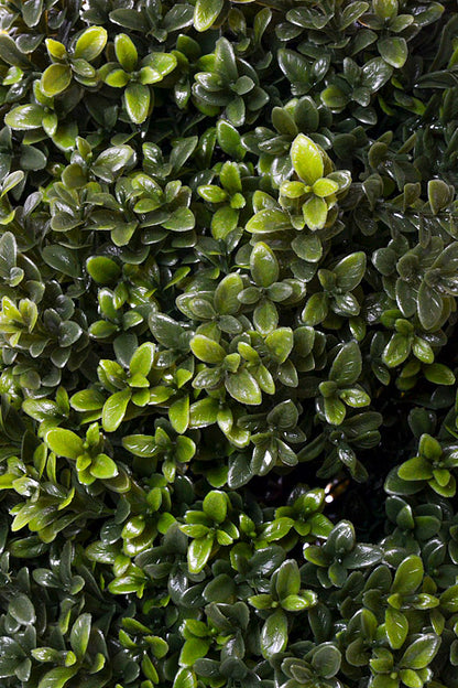 24" Boxwood Topiary Ball Green