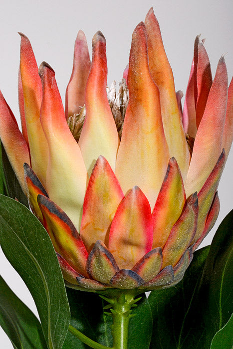 28" Artificial King Protea Spray Orange