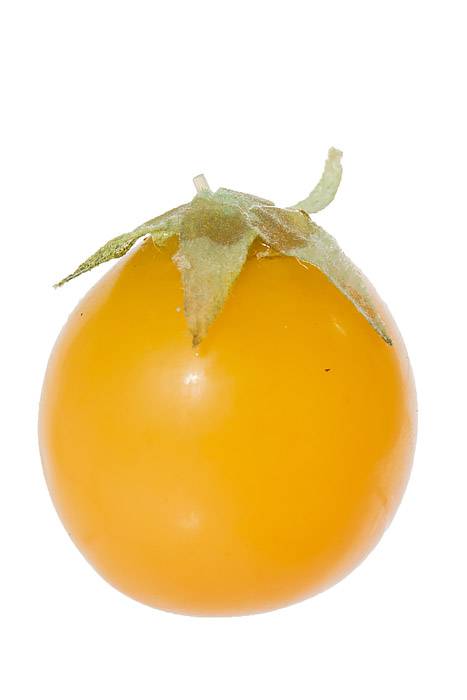 1.25" Cherry Tomato Yellow Bag