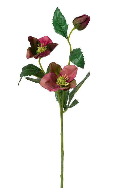 22" Helleborus Spray Orchid Purple