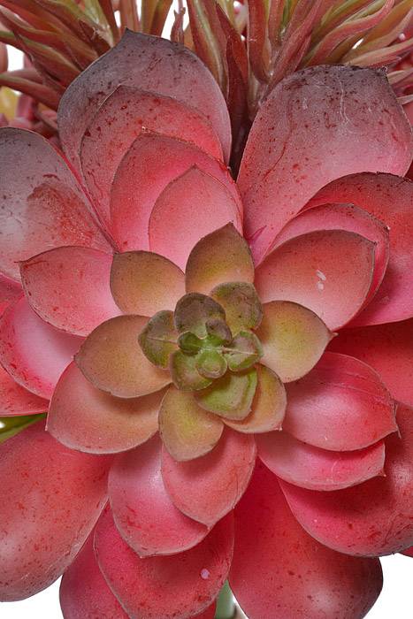 12" Succulent Bundle Burgundy