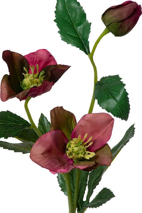 22" Helleborus Spray Orchid Purple