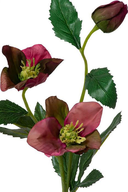 22" Helleborus Spray Orchid Purple