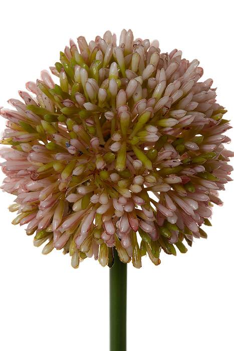 21.5" Allium Spray Mauve