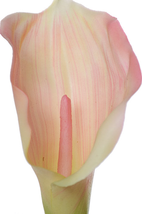 25" Calla Lily Spray Light Pink