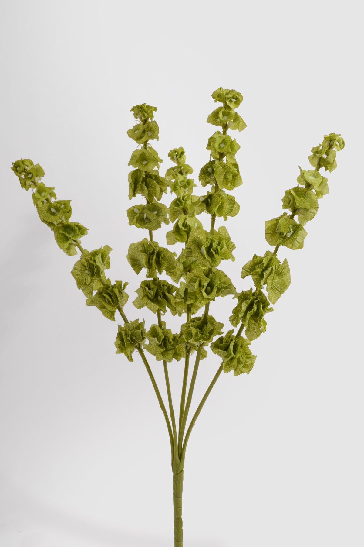 23" Bells Of Ireland Bush Green