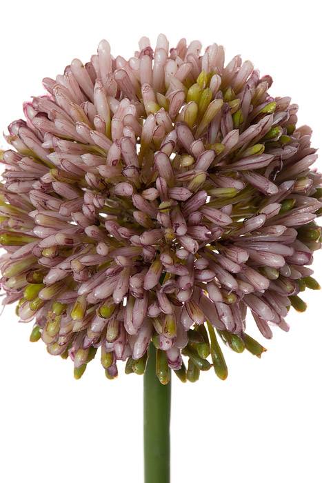 21.5" Allium Spray Lavender