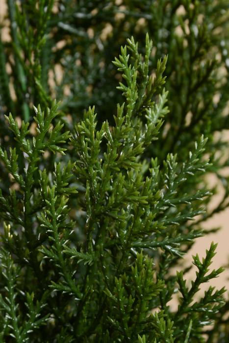 36" Cedar Topiary In Pot Green