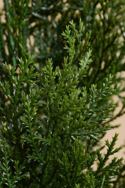 36" Cedar Topiary In Pot Green