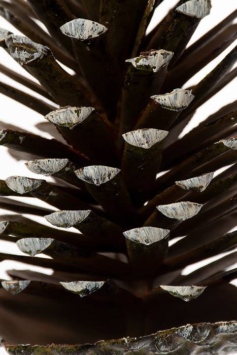 8" Pine Cone Pick Natural
