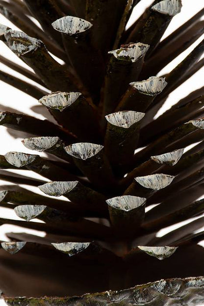 8" Pine Cone Pick Natural