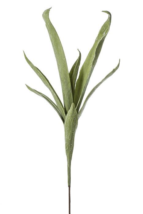 43" Leaves Eva Green