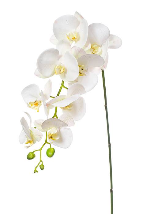 41" Phalaenopsis Spray White