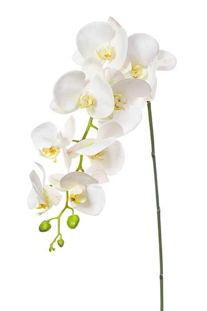 41" Phalaenopsis Spray White