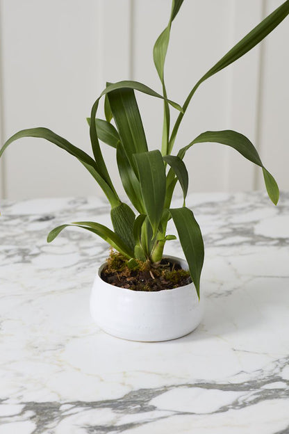 5.5"X 2.75" Tegan Bowl White
