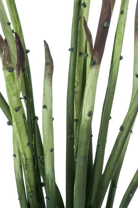 37" Sansevieria Plant Green/brown
