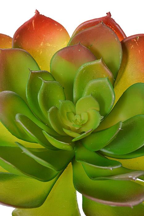 8.3" Soft Touch Echeveria Pick Green/Burgundy