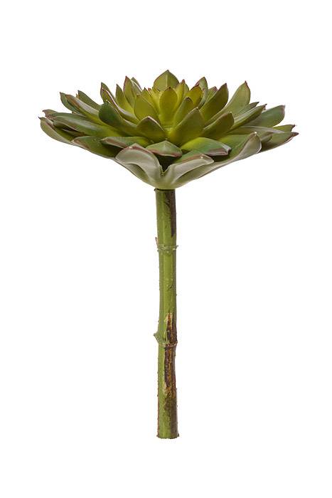 9" Echeveria Pick Green