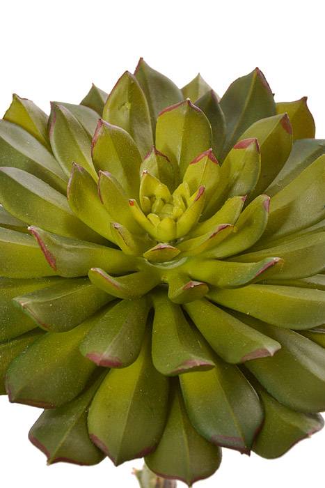 9" Echeveria Pick Green