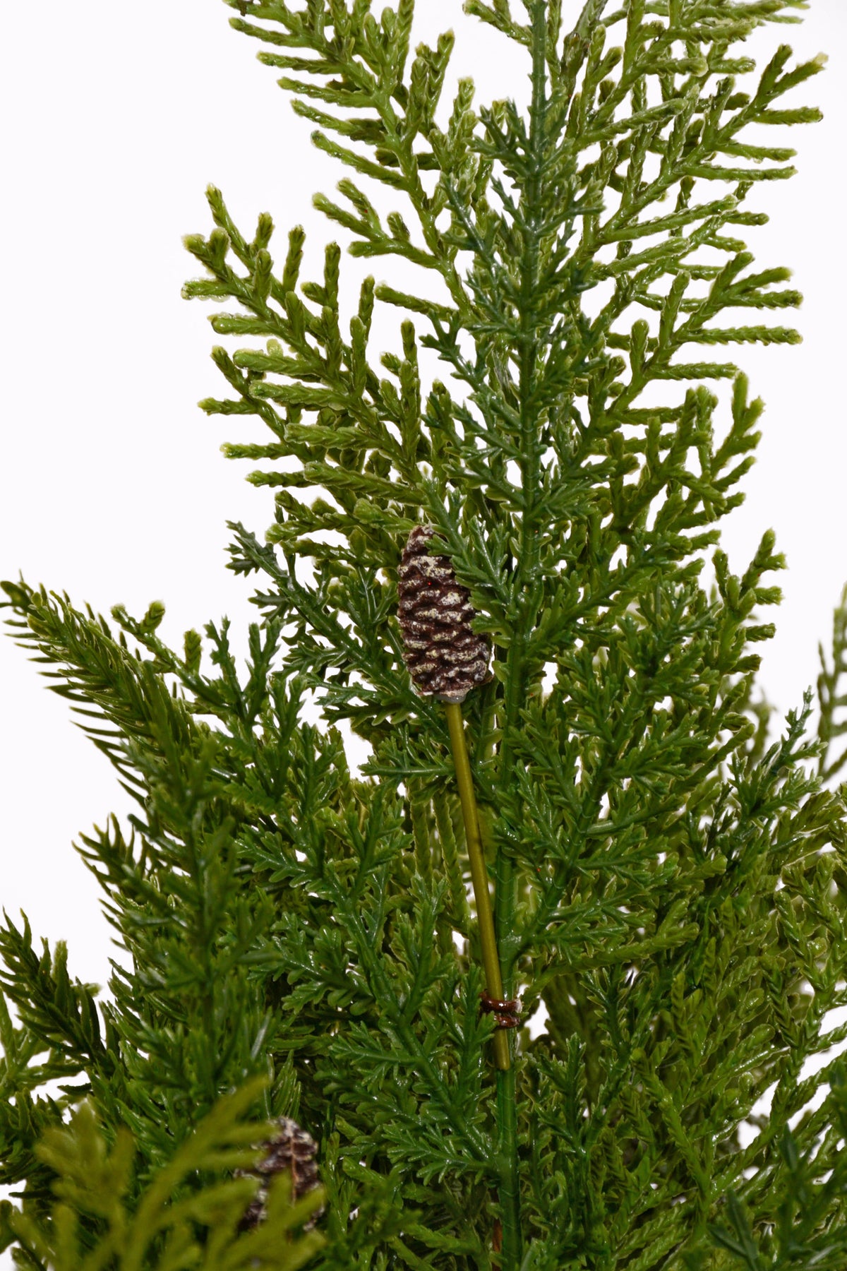 22" Cypress Norfolk Bush Green