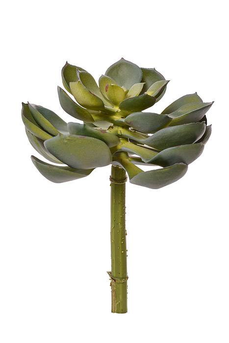 8" Echeveria Pick Green/Grey