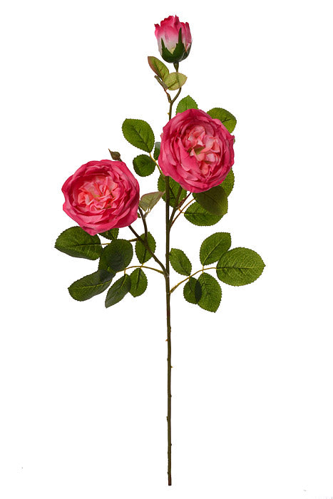 30" Silk Austin Rose Fuchsia