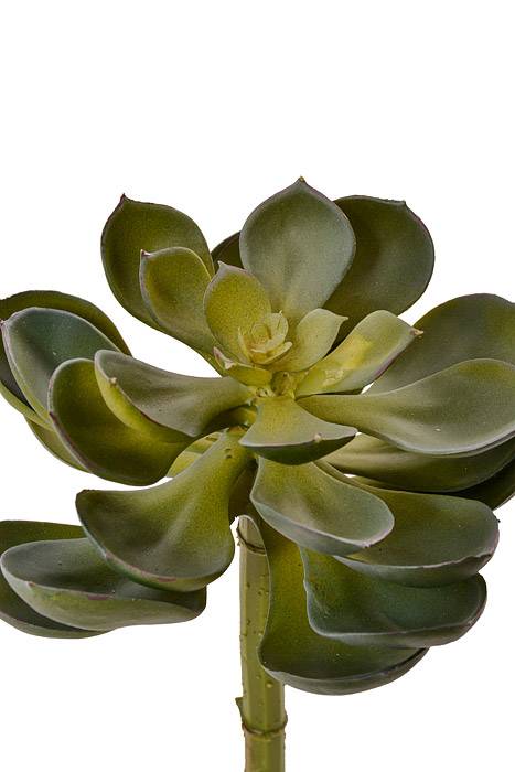 8" Echeveria Pick Green/Grey