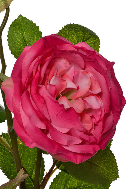 30" Silk Austin Rose Fuchsia