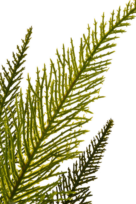 17" Asparagus Fern Bundle Green