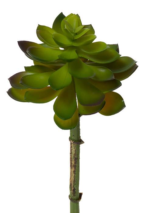 8.5" Echeveria Pick Green/burgundy