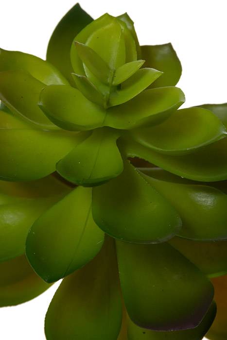 8.5" Echeveria Pick Green/burgundy