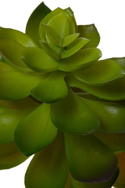 8.5" Echeveria Pick Green/burgundy