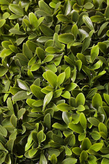 24" Plastic UV Proof American Boxwood Ball Green