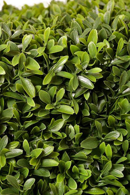 29" Plastic UV Proof American Boxwood Hedge Green