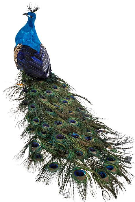 41" Standing Peacock Blue