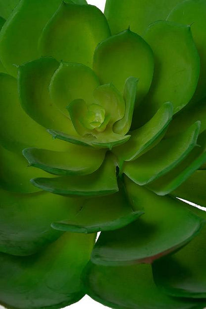 8.3" Soft Echeveria Pick Green