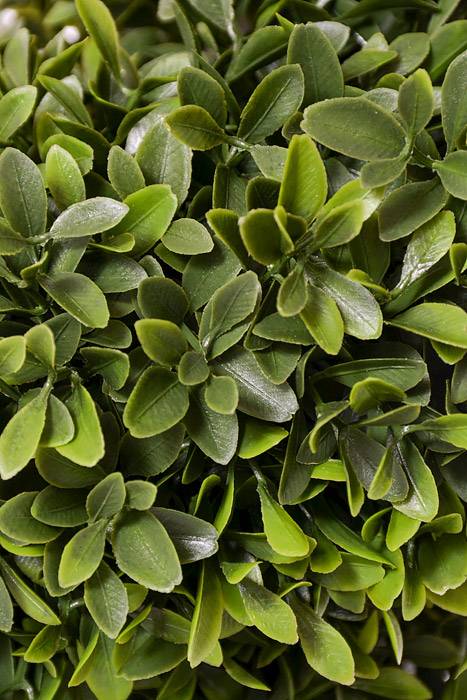 47" Boxwood Spiral Top Green