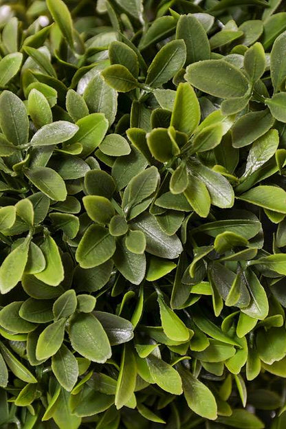 47" Boxwood Spiral Top Green