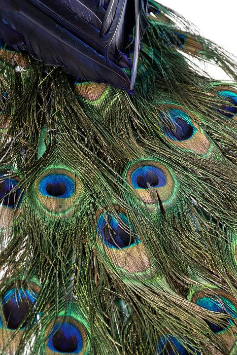 41" Standing Peacock Blue