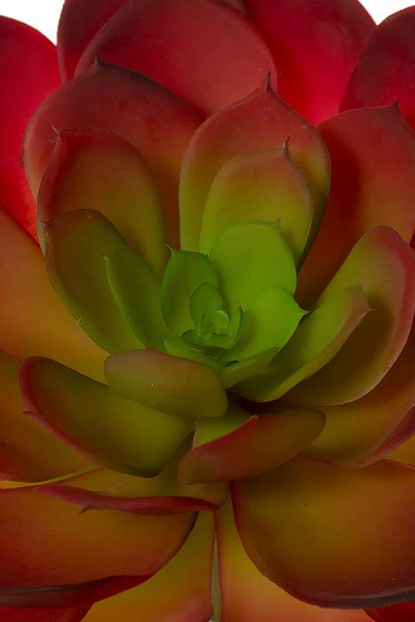 8" Soft Echeveria Pick Burgundy