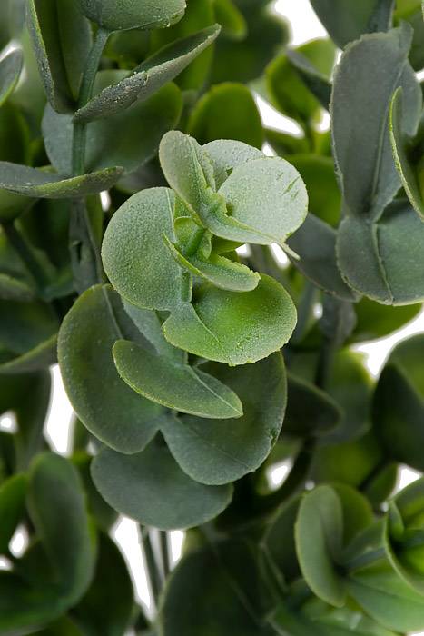 13" Eucalyptus Bush Green