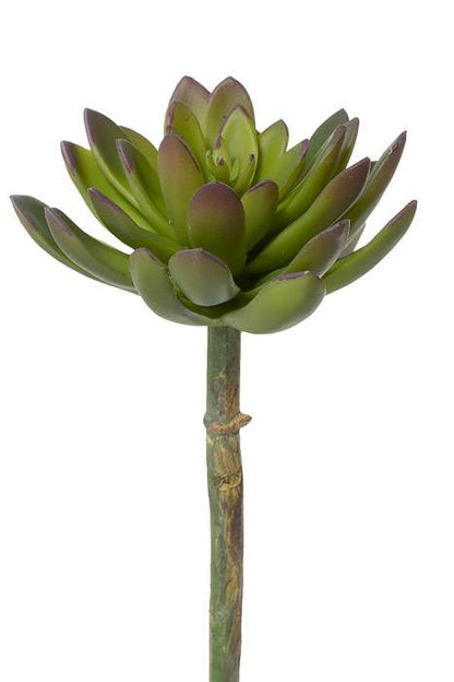 8.5" Echeveria Pick Green/burgundy