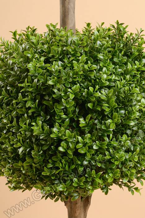 4ft Double Ball Boxwood Top Green