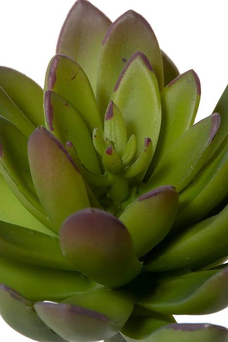 8.5" Echeveria Pick Green/burgundy