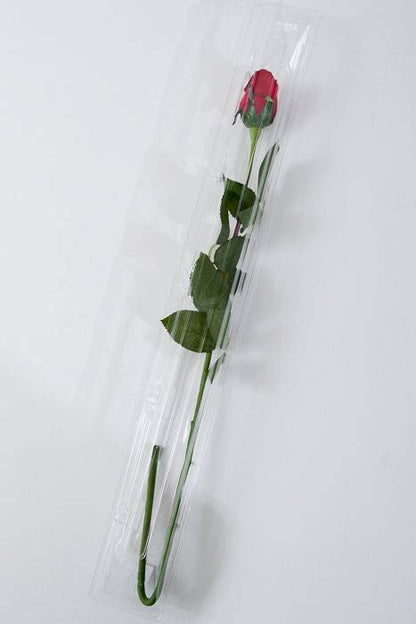 25" X 2.25" X 2.25" Single Rose Plastic Box Clear (Pkg/12)