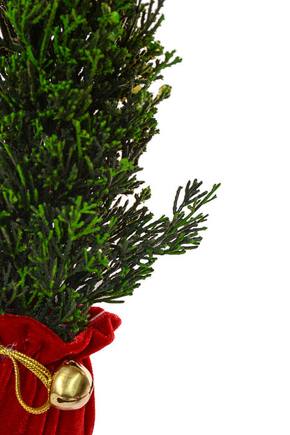 11" Petite Cedar Tree In Velvet Sack With Bells Green/Red