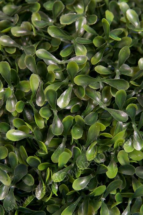 12" Tea Leaves Ball Green