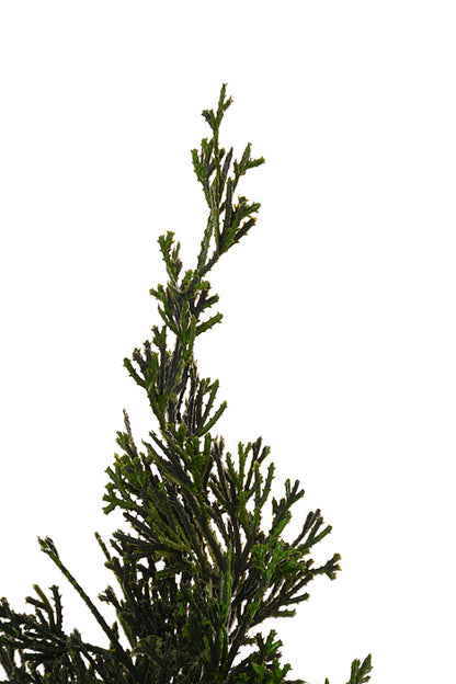 16" Petite Cedar Tree In Velvet Sack With Bells Green/Red